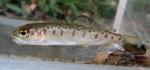 Oncorhynchus mykiss juvenile1 by JZ