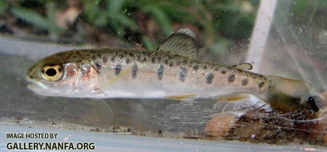 Oncorhynchus mykiss juvenile1 by JZ