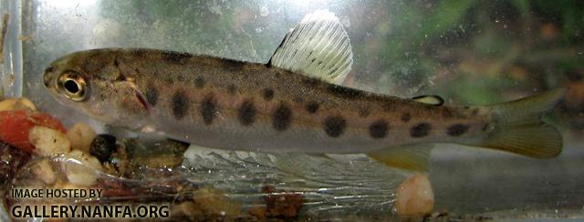 Oncorhynchus mykiss juvenile2 by JZ