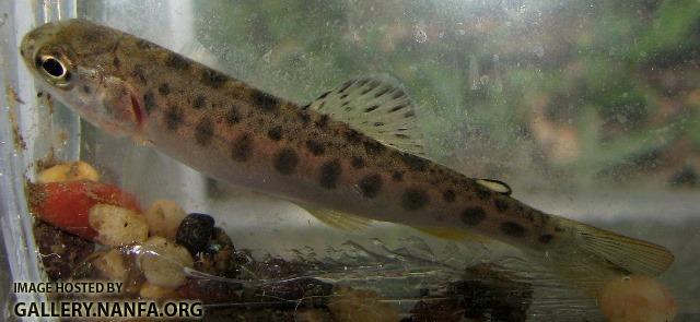 Oncorhynchus mykiss juvenile3 by JZ