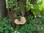 pondbrook mushroom rsz