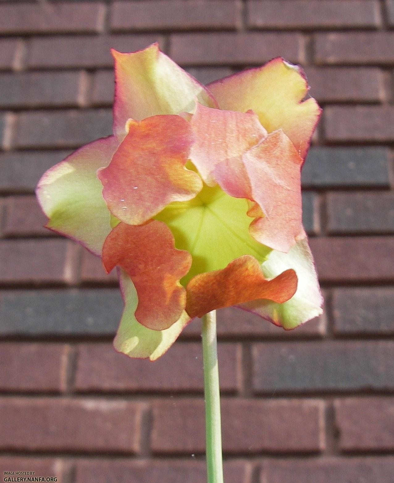 pitcher plant bloom