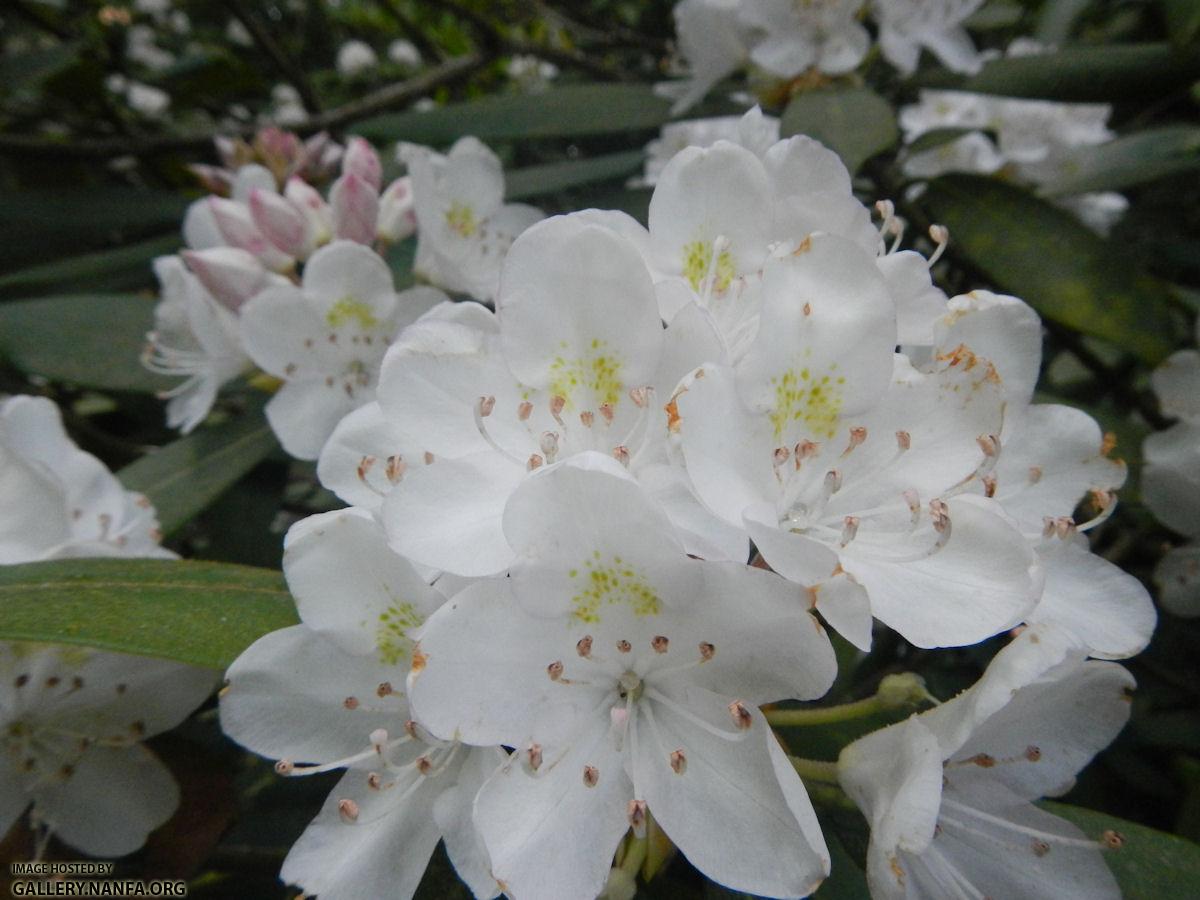 Rhododendron close up