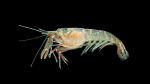Bigclaw Snapping Shrimp - Alpheus heterochaelis