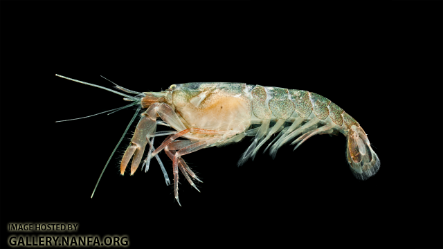 Bigclaw Snapping Shrimp - Alpheus heterochaelis