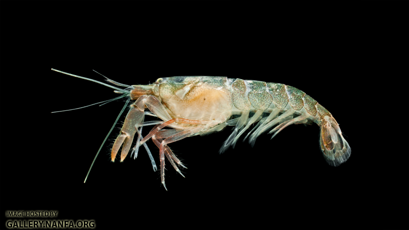Bigclaw Snapping Shrimp - Alpheus heterochaelis