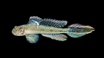 Darter Goby - Ctenogobius boleosoma