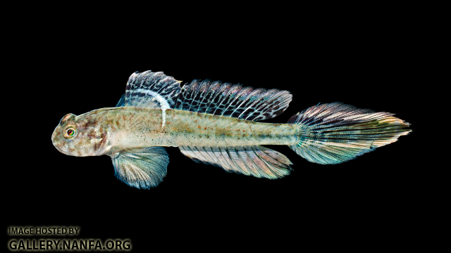 Darter Goby - Ctenogobius boleosoma