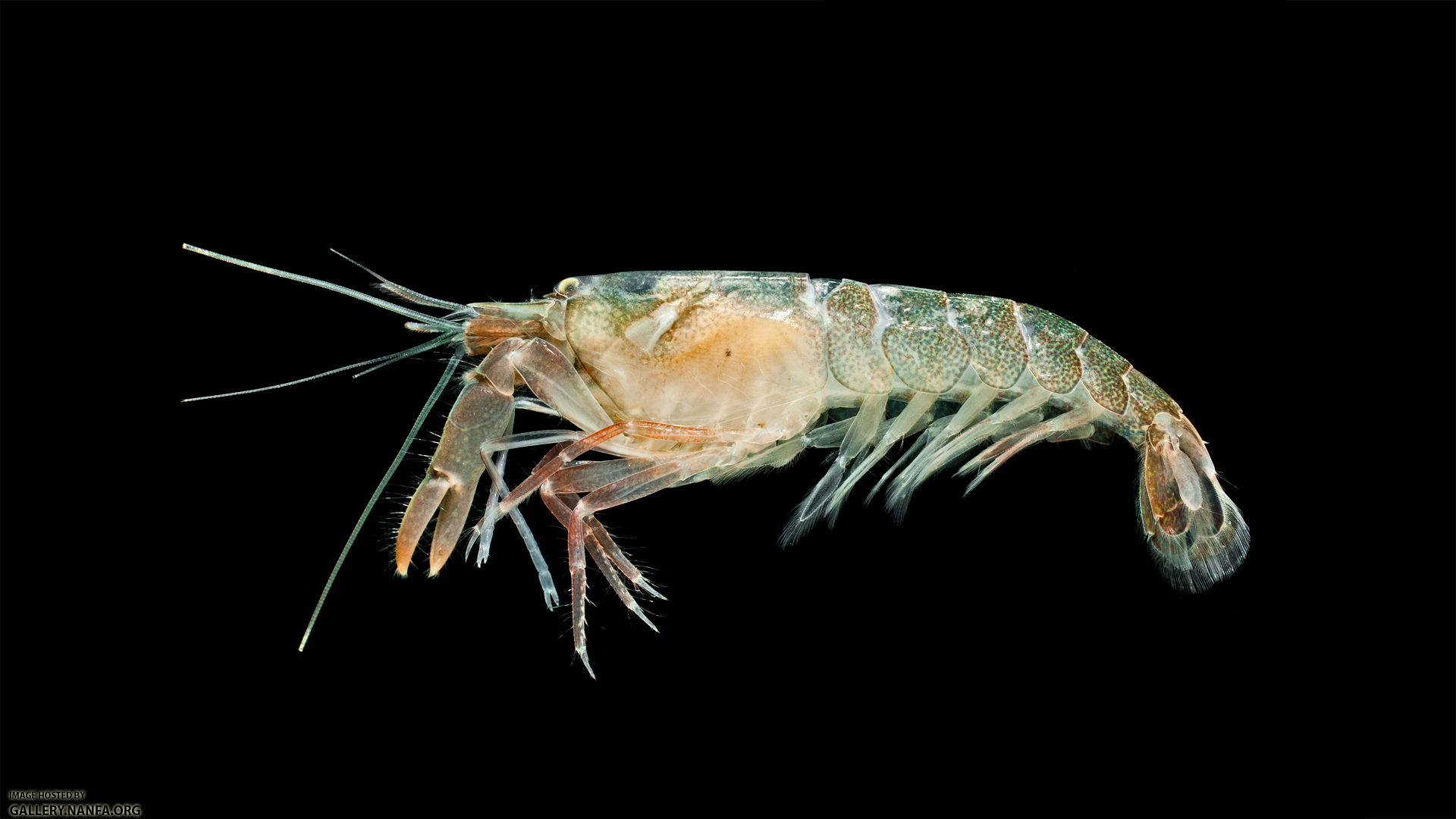 Bigclaw Snapping Shrimp - Alpheus heterochaelis