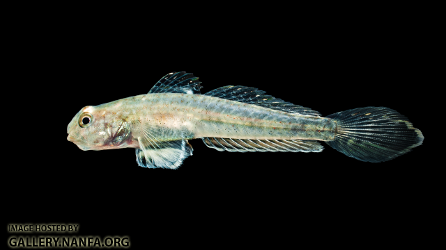 Darter Goby - Ctenogobius boleosoma