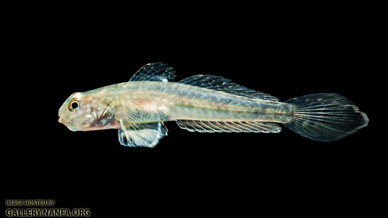 Darter Goby - Ctenogobius boleosoma