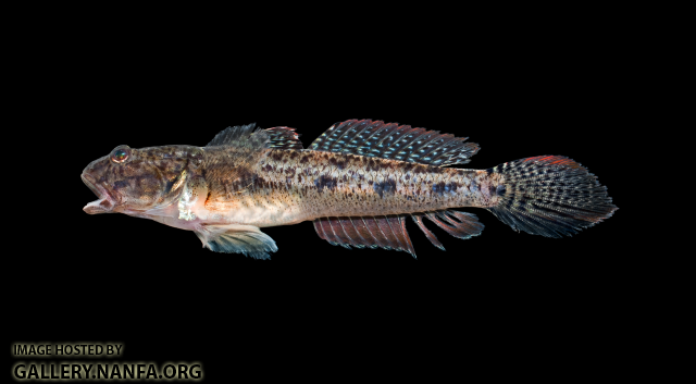 Freshwater Goby - Ctenogobius shufeldti