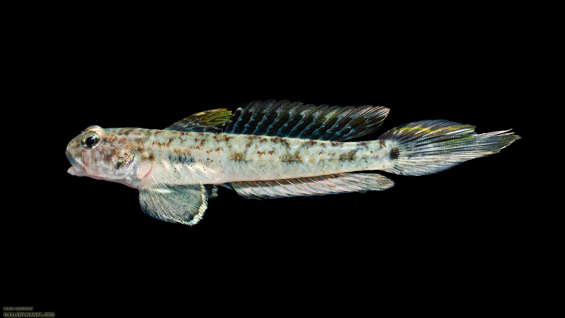 Darter Goby - Ctenogobius boleosoma