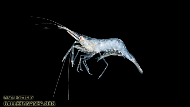 Marsh Grass Shrimp - Palaemonetes vulgaris