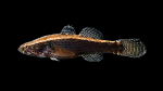 Spiny Cheek Sleeper - Eleotris amblyopsis