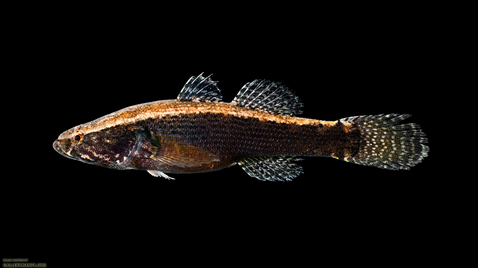 Spiny Cheek Sleeper - Eleotris amblyopsis