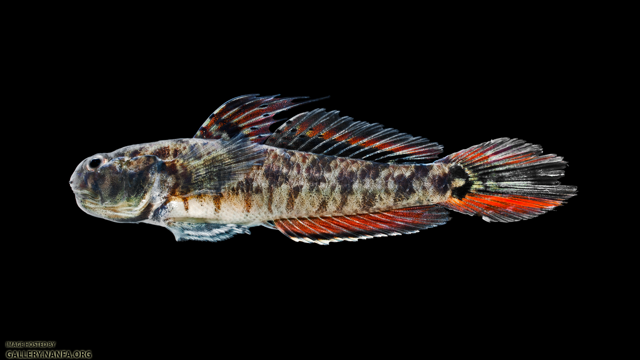 Lyre Goby - Evorthodus lyricus