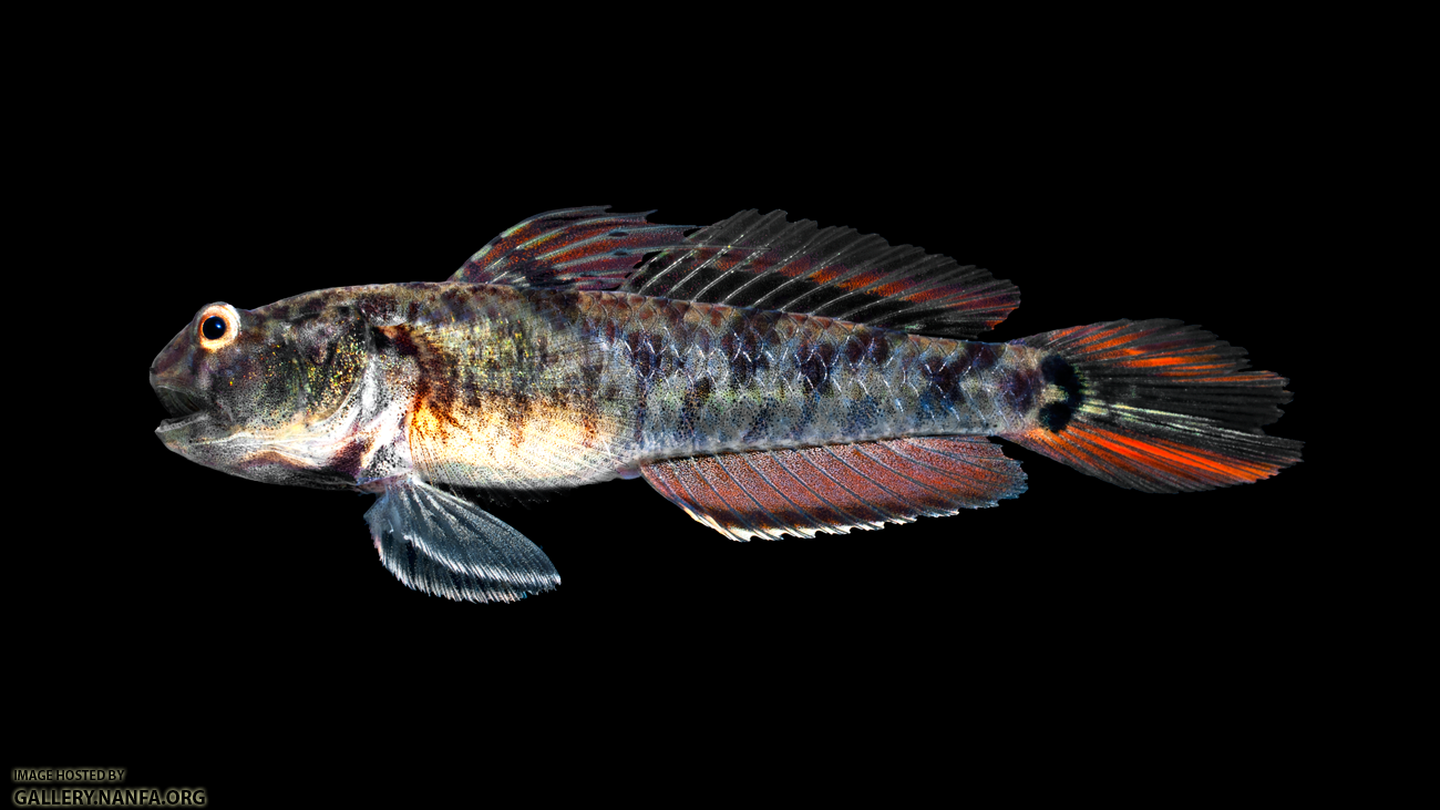 Lyre Goby - Evorthodus lyricus