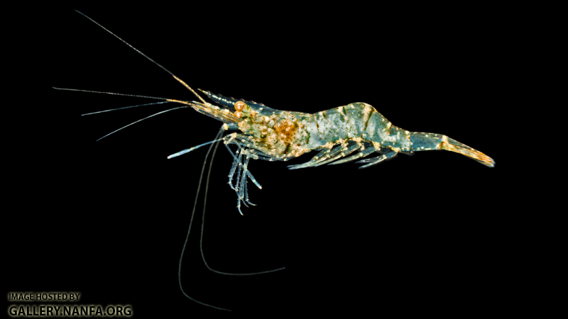 Riverine Grass Shrimp - Palaemonetes paludosus