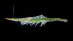 Arrow Shrimp - Tozeuma carolinense