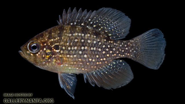 Bluespotted Sunfish - Enneacanthus gloriosus