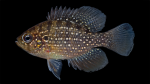 Sunfishes - Centrarchidae