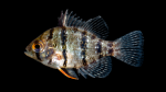 Blackbanded Sunfish - Enneacanthus chaetodon