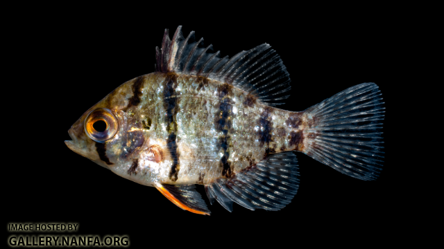 Blackbanded Sunfish - Enneacanthus chaetodon