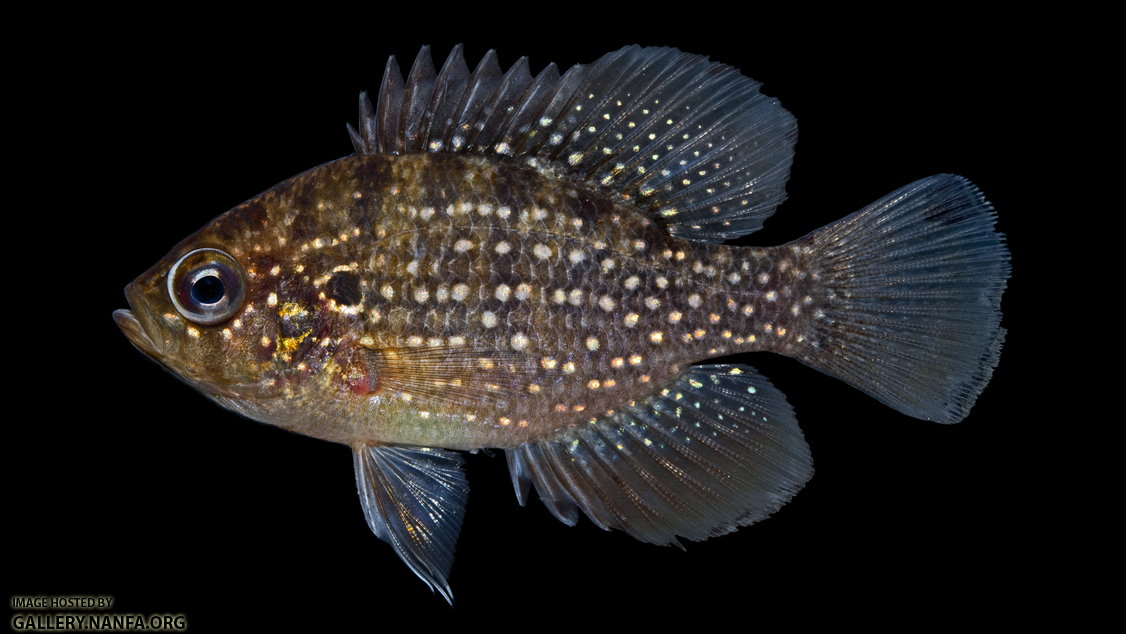 Bluespotted Sunfish - Enneacanthus gloriosus