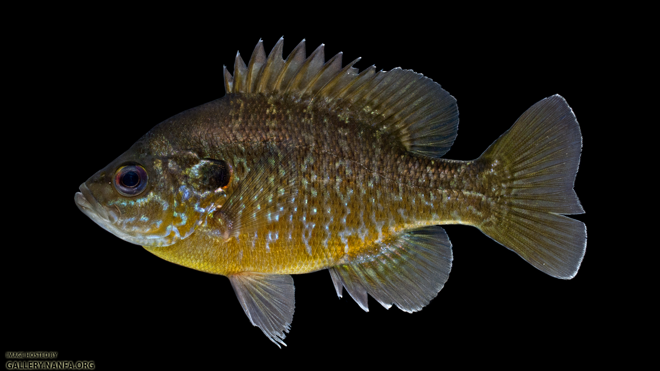 Lepomis cyanellus_x_Lepomis macrochirus