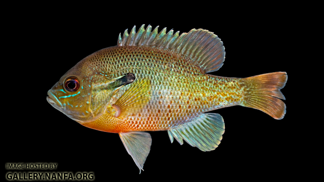 Redbreast Sunfish - Lepomis auritus