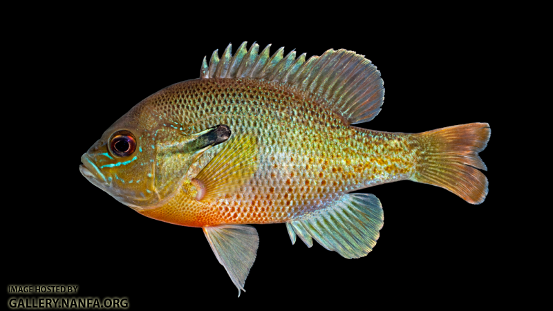 Redbreast Sunfish - Lepomis auritus