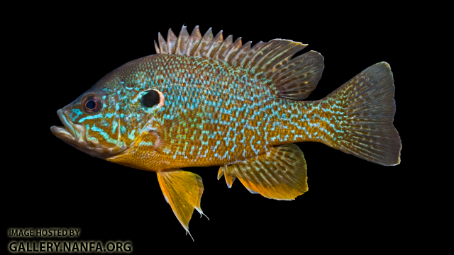 Green Sunfish - Lepomis cyanellus x Pumpkinseed - Lepomis gibbosus