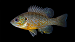 Green Sunfish - Lepomis cyanellus