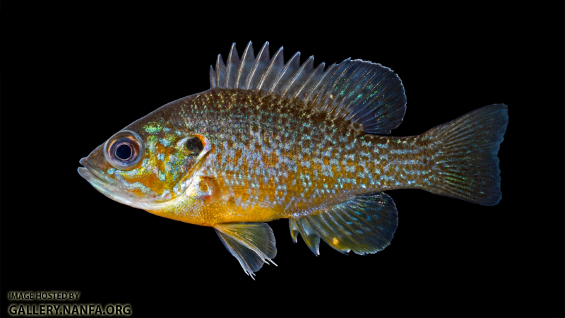 Green Sunfish - Lepomis cyanellus