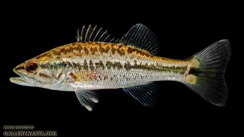 Largemouth Bass - Micropterus salmoides