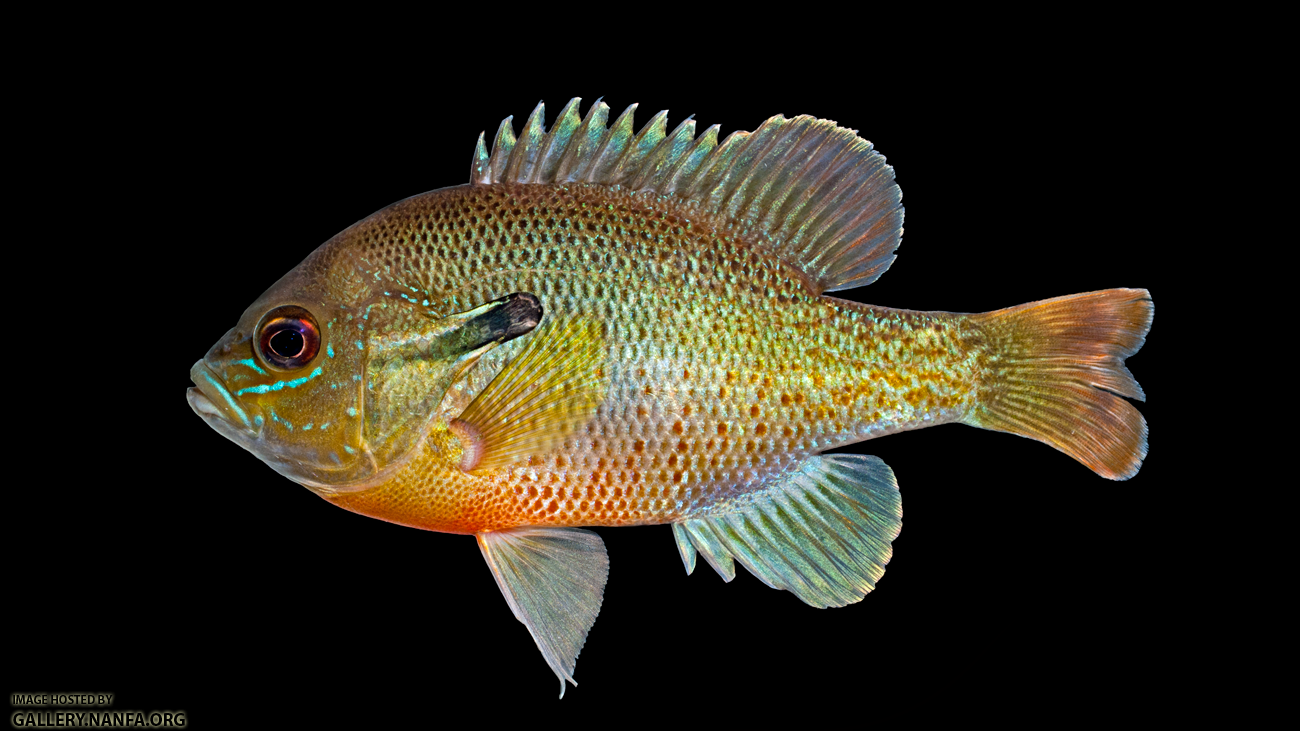Redbreast Sunfish - Lepomis auritus