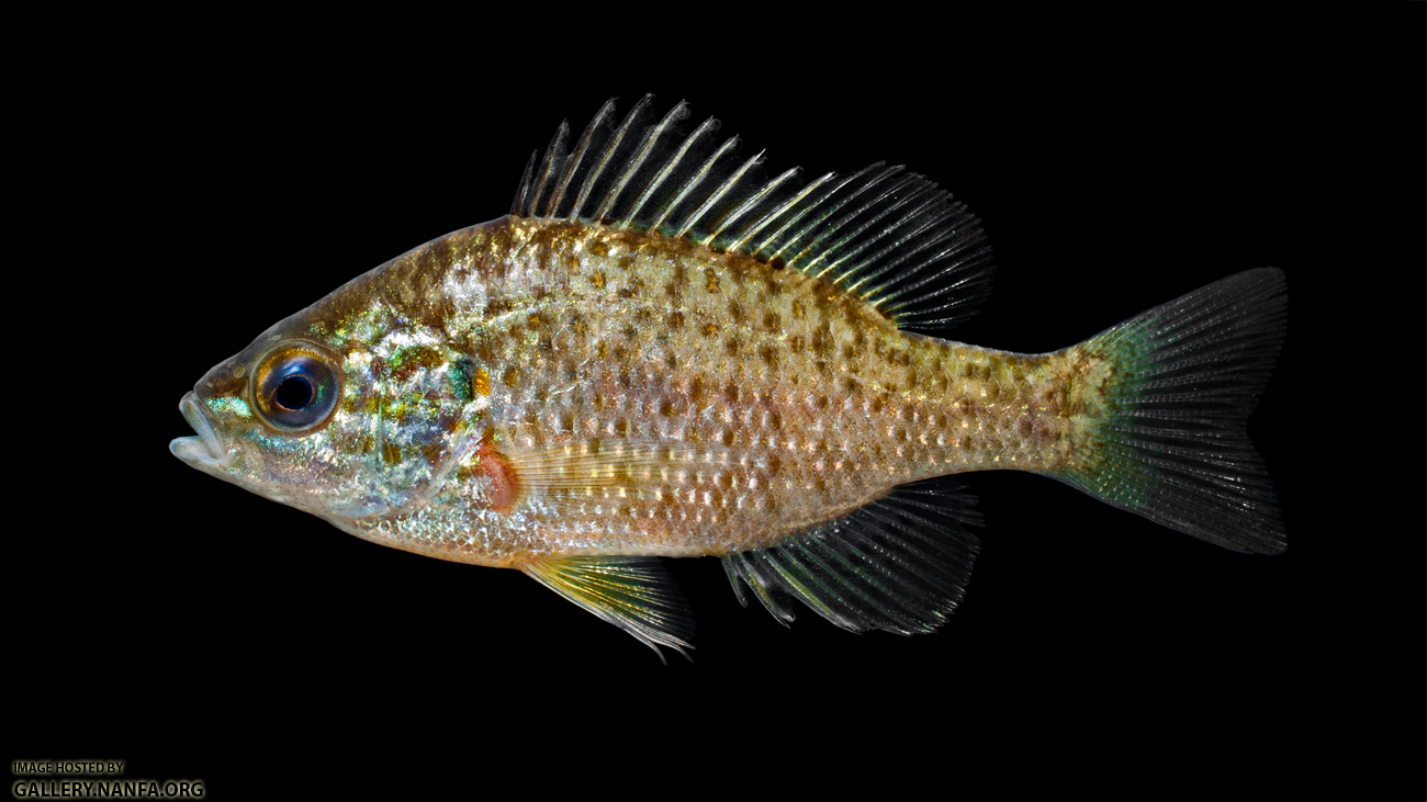 Pumpkinseed - Lepomis gibbosus