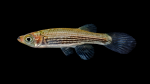 Lined Topminnow - Fundulus lineoatus