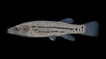 Striped Killifish - Fundulus majalis