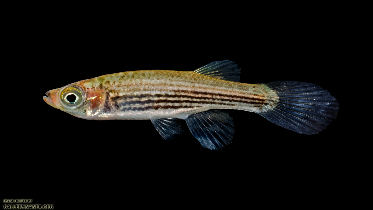 Lined Topminnow - Fundulus lineoatus