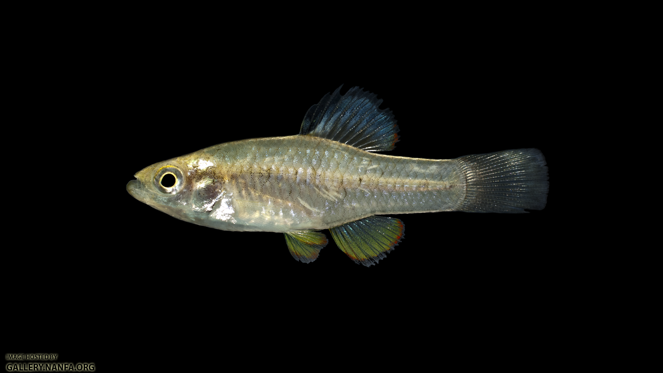 Rainwater Killifish - Lucania parva