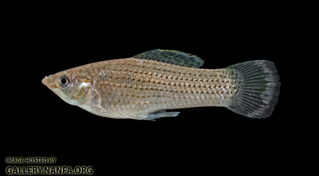 Sailfin Molly - Poecilia latipinna - Male