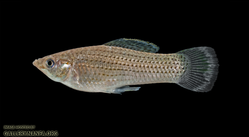 Sailfin Molly - Poecilia latipinna - Male