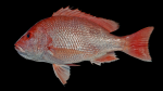 Red Snapper - Lutjanus campechanus