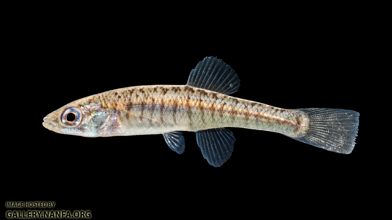 Fundulus diaphanus