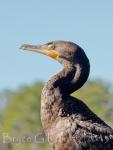 cormorant2