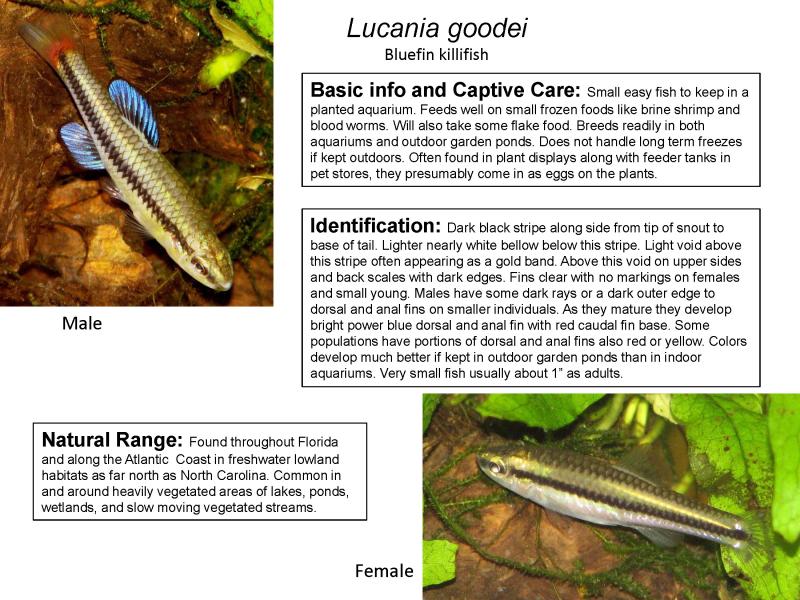 Lucania goodei - Bluefin Killifish
