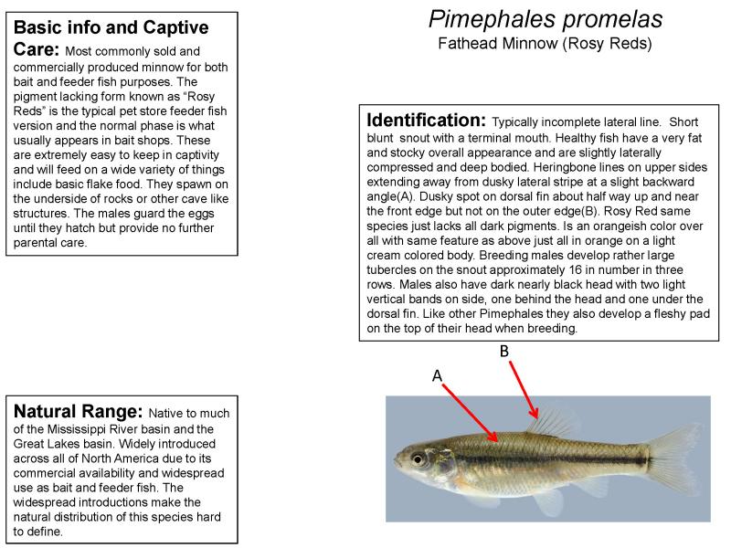 Pimephales promelas - Fathead Minnow