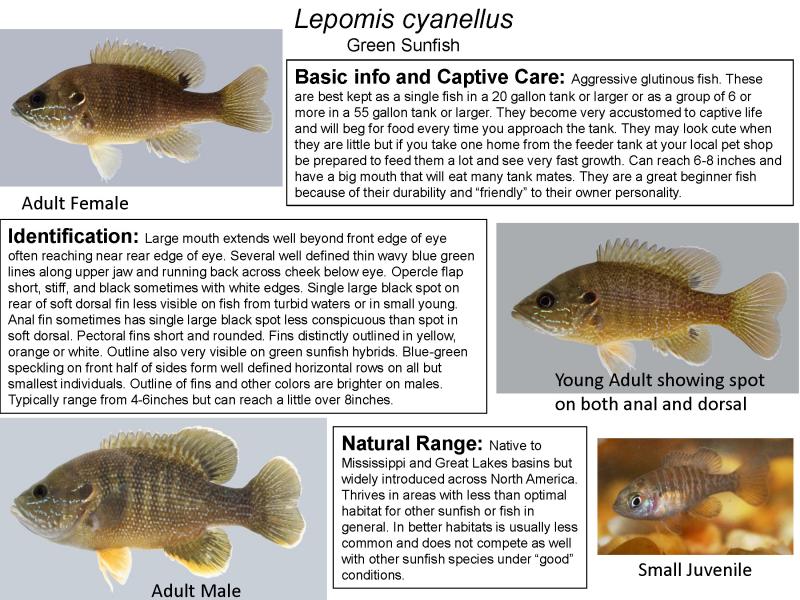 Lepomis cyanellis - Green Sunfish